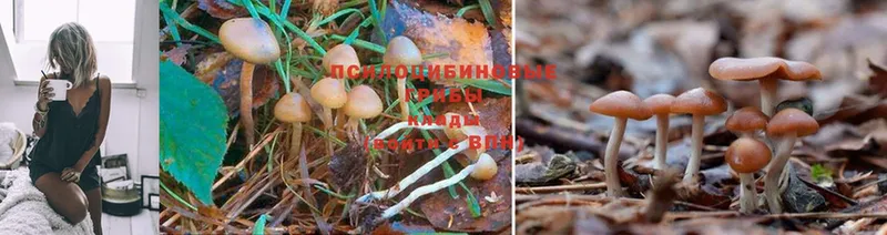 omg ONION  Харовск  Псилоцибиновые грибы Magic Shrooms  даркнет сайт 